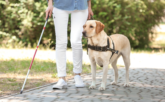 A person with a guide dog.